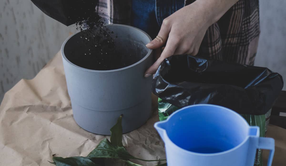 Adding soil for new peace lily pot