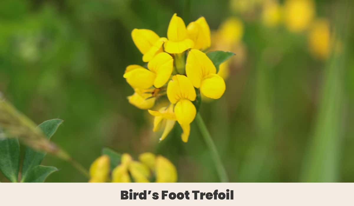 Birds Foot Trefoil
