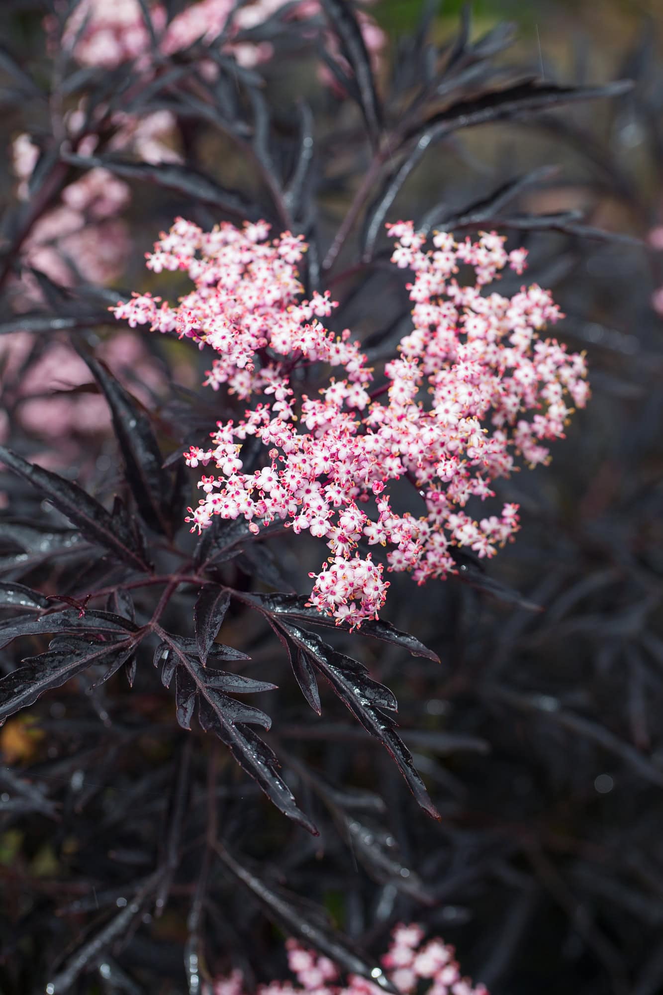 Black Lace Elderberry 2