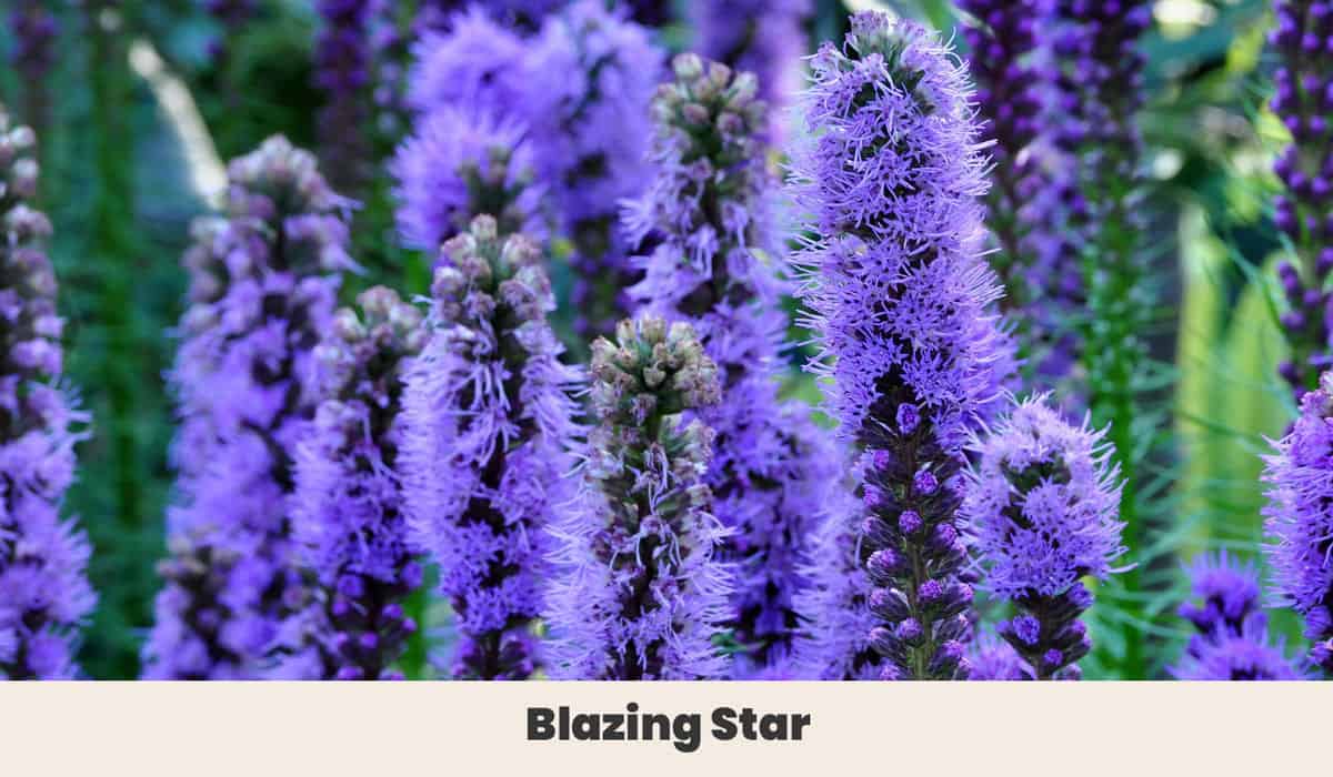 Blazing Star