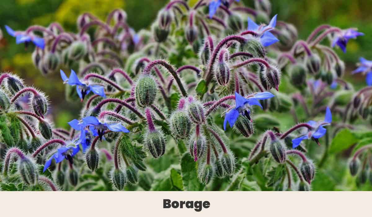 Borage