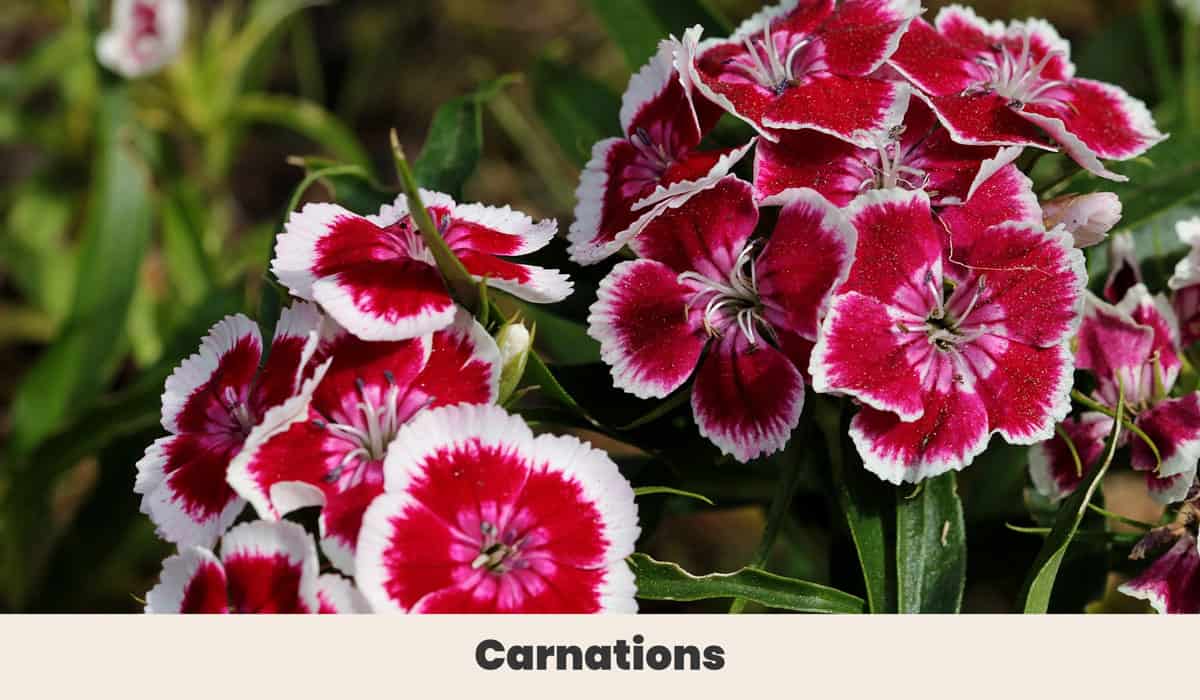 Carnations