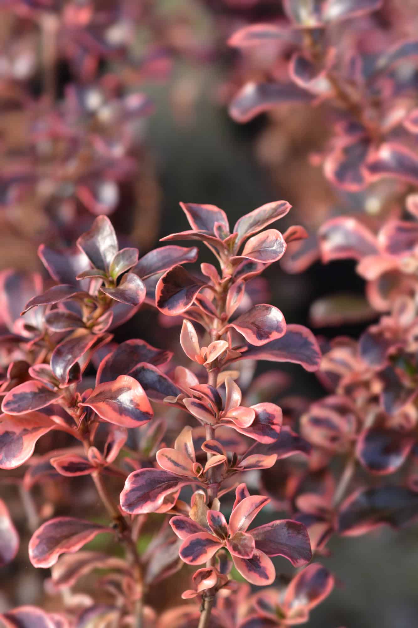 Coprosma