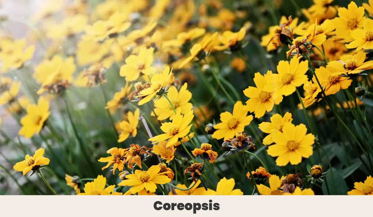 Coreopsis