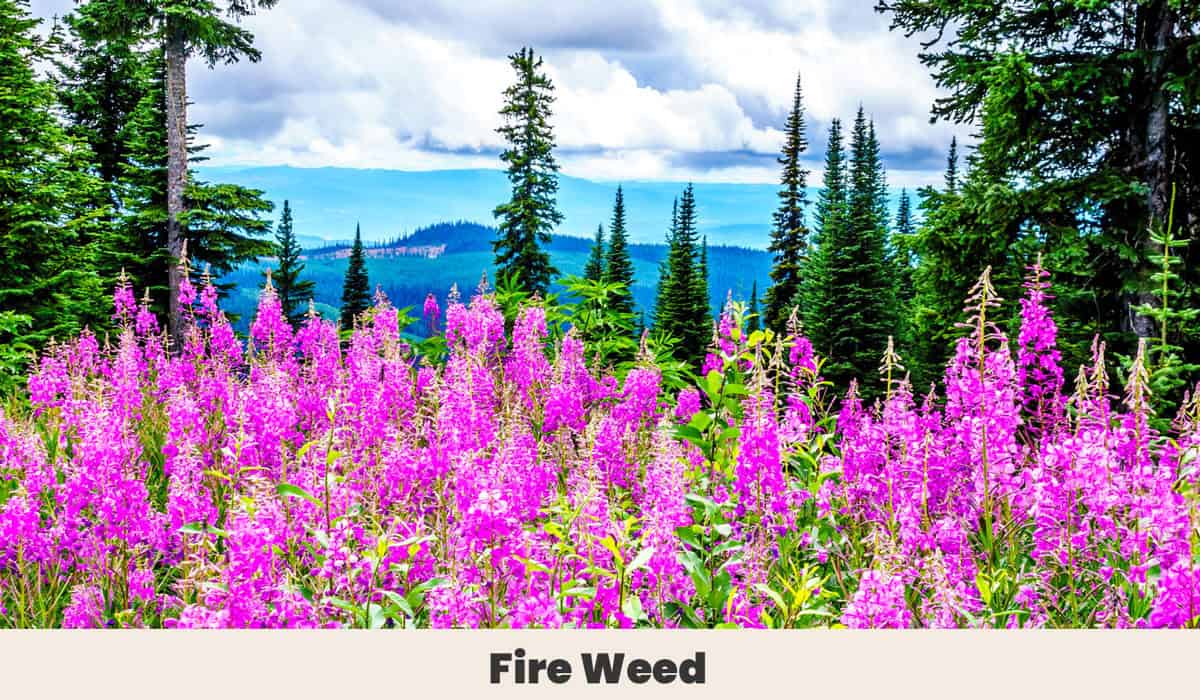 Fire Weed