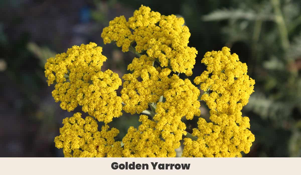 Golden Yarrow