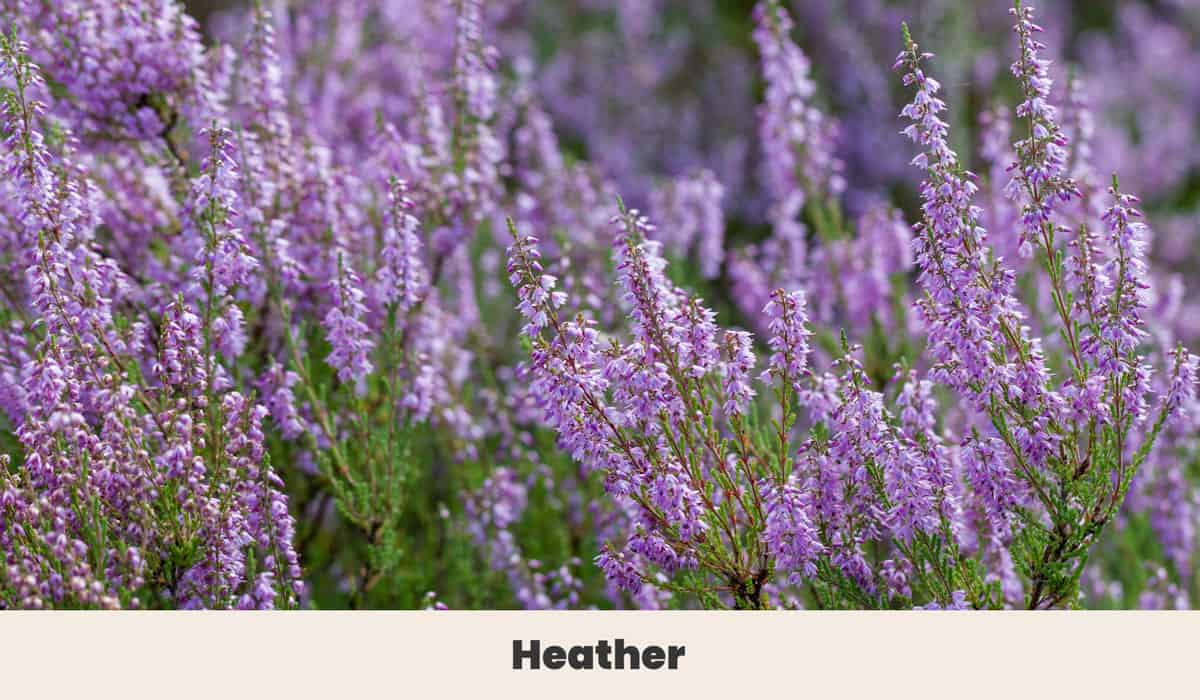 Heather
