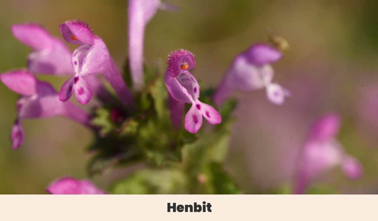 Henbit