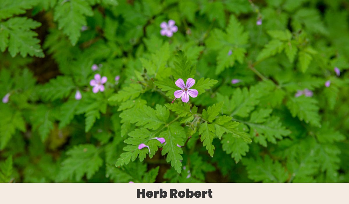 Herb Robert