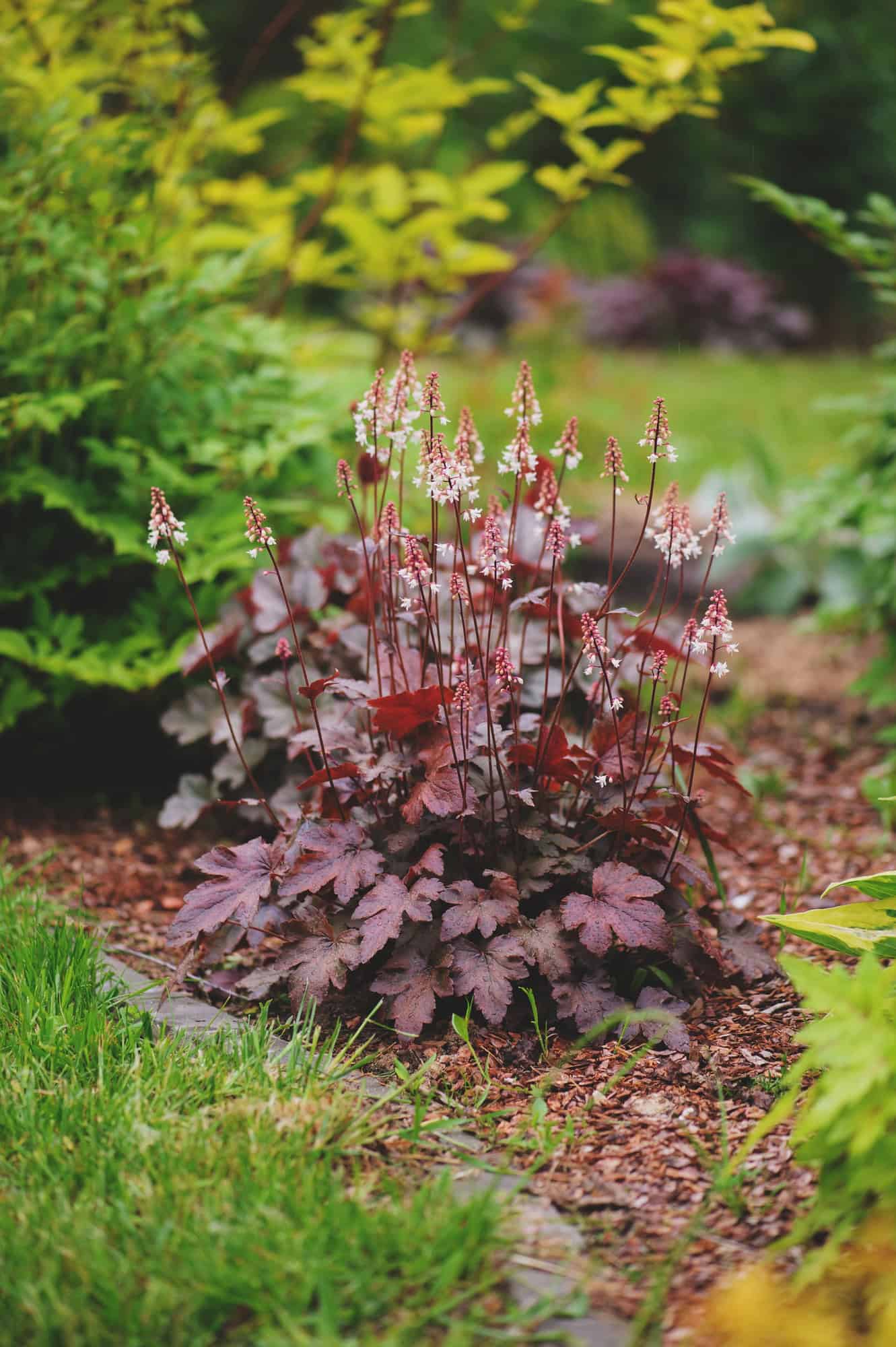 Heuchera