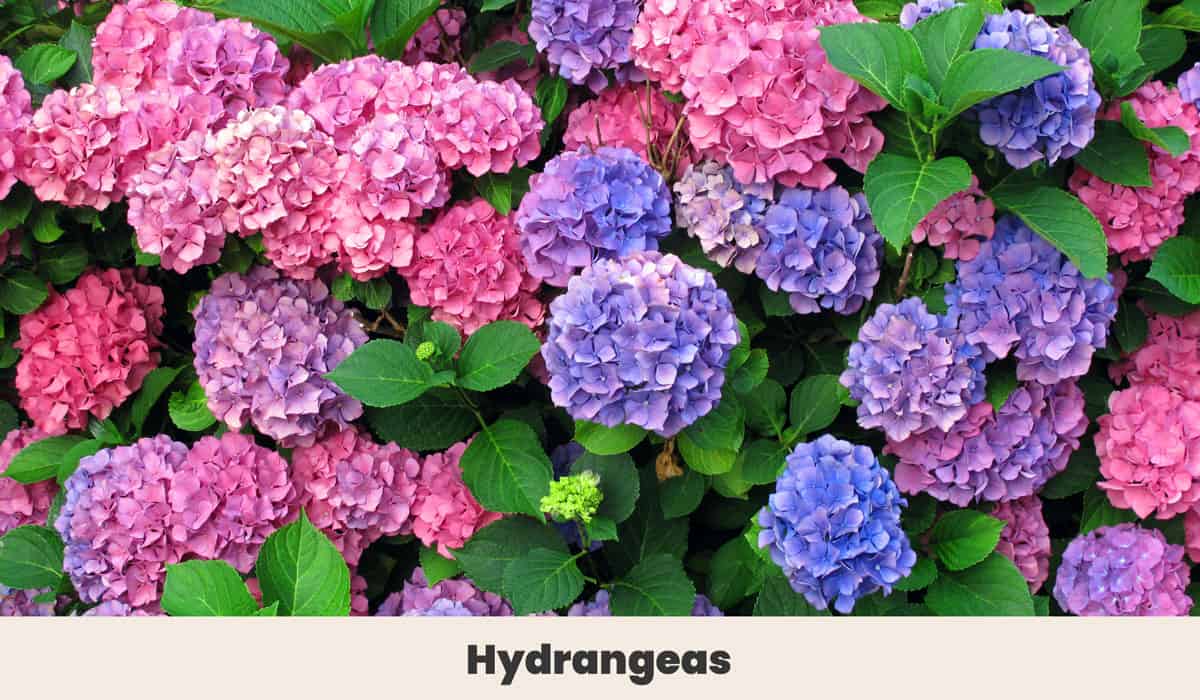 Hydrangeas