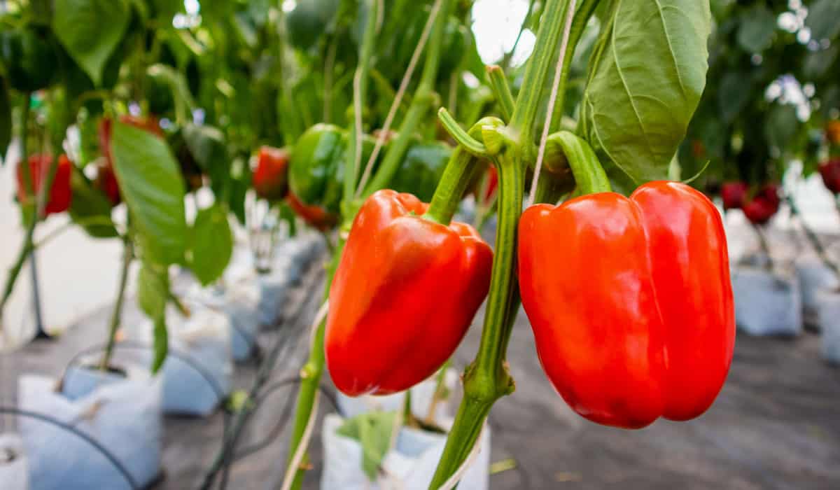Hydroponic Drip System Peppers