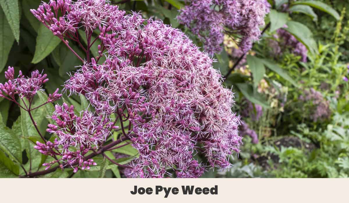 Joe Pye Weed