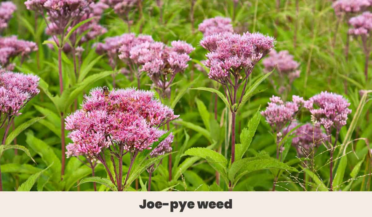 Joe pye weed 1