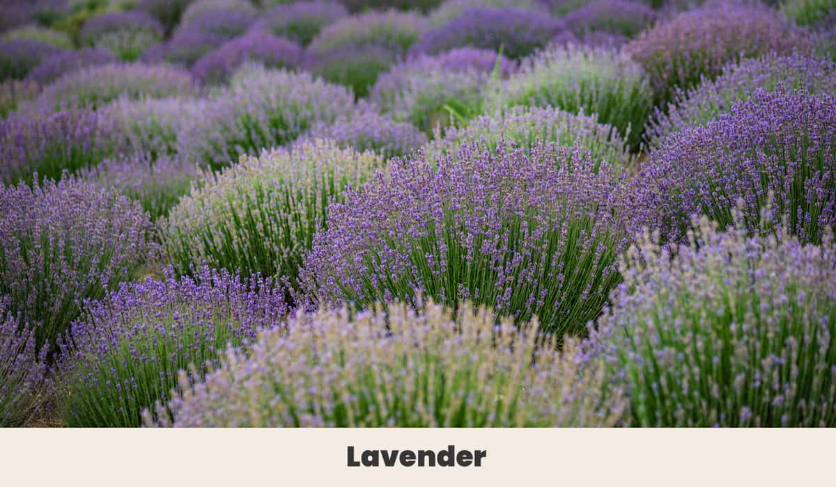 Lavender