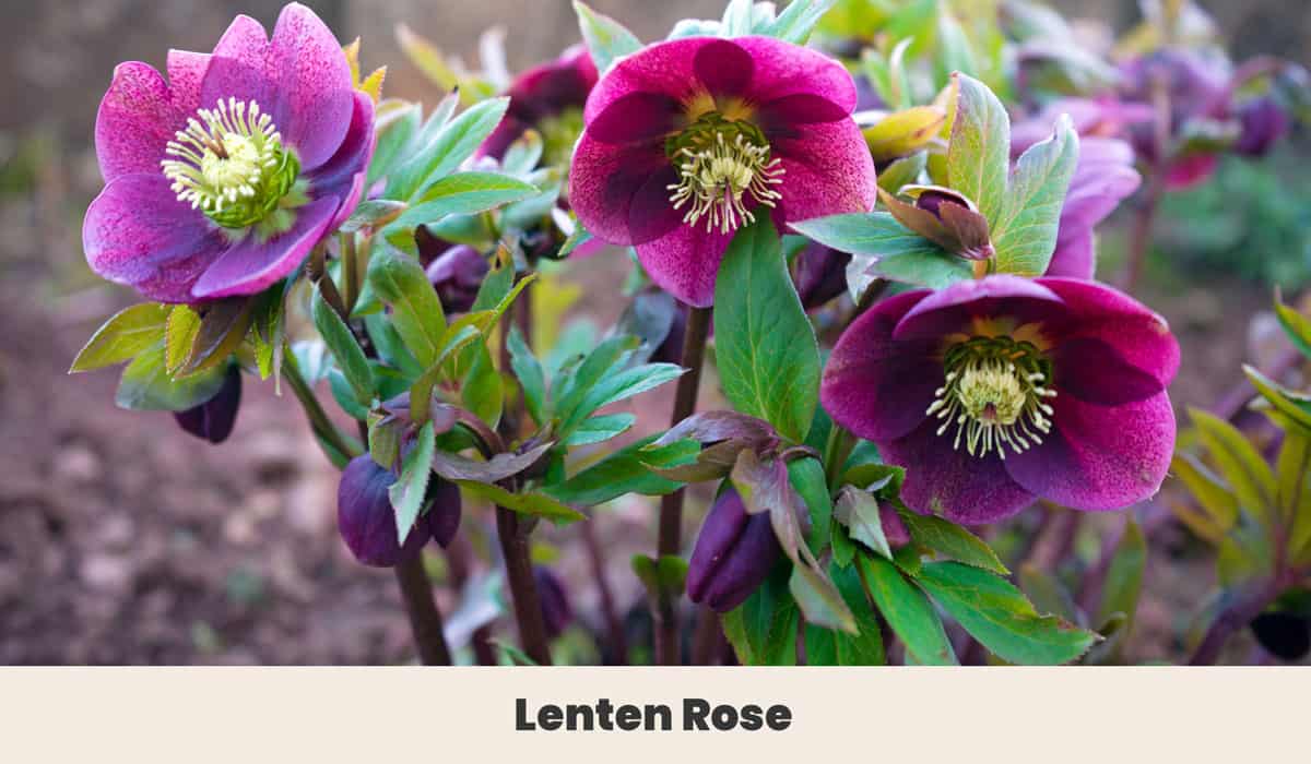 Lenten Rose