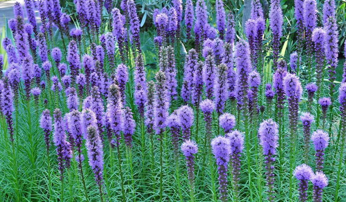 Low Maintenance Perennial Blazing Star Flowers