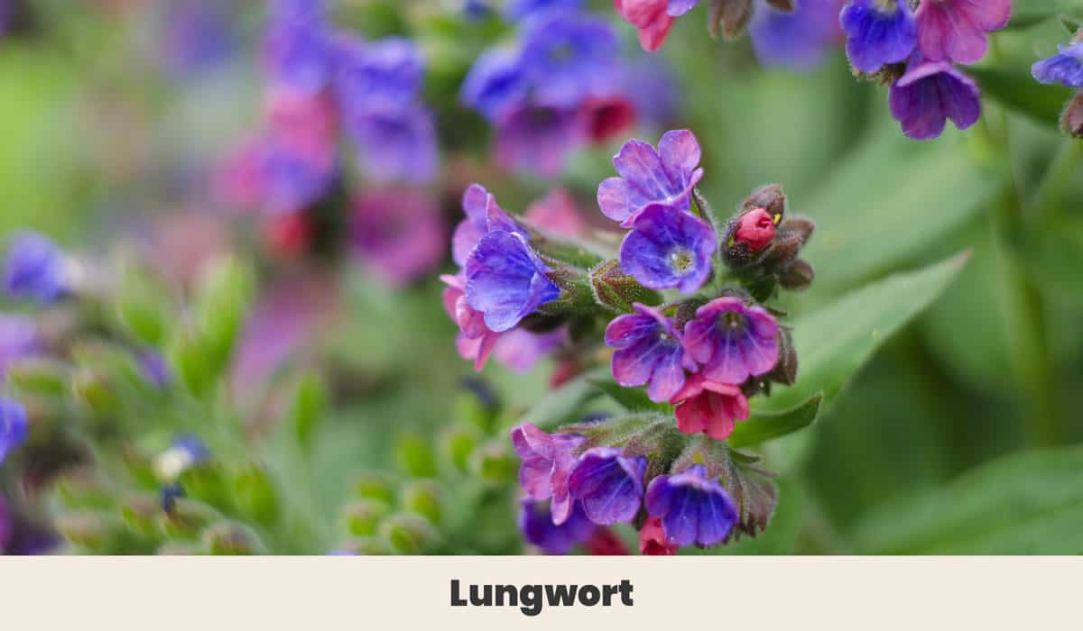Lungwort