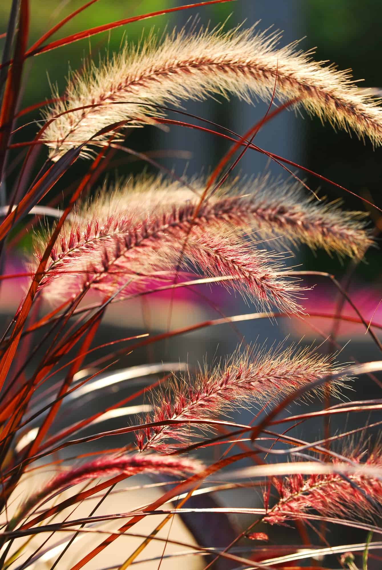 Miscanthus sinensis