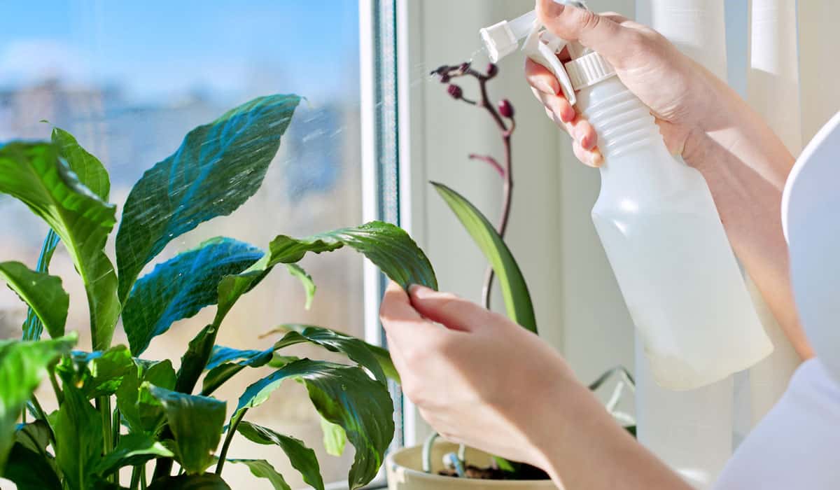 Peace Lily Soap Spray