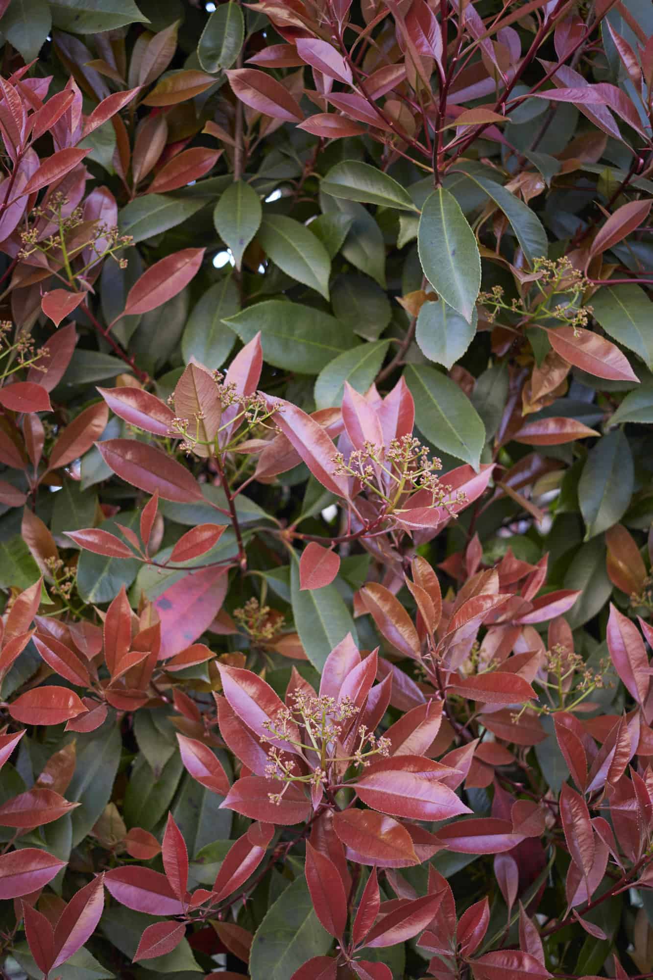 Photinia glabra