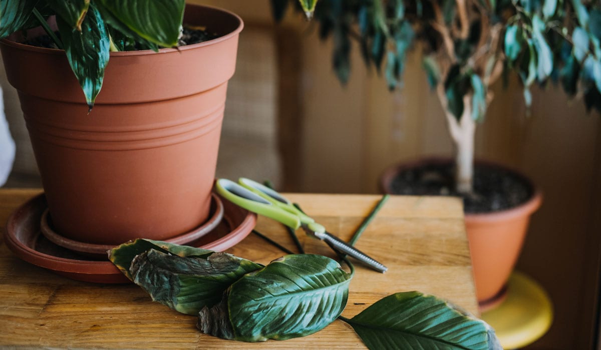 Pruned Peace Lily brown tip leafs
