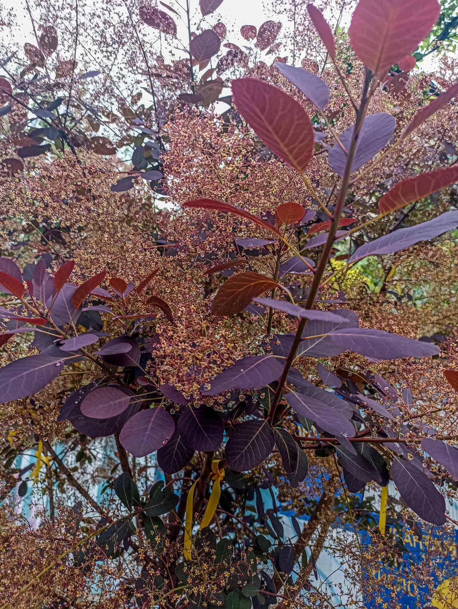 Red Smoke bush