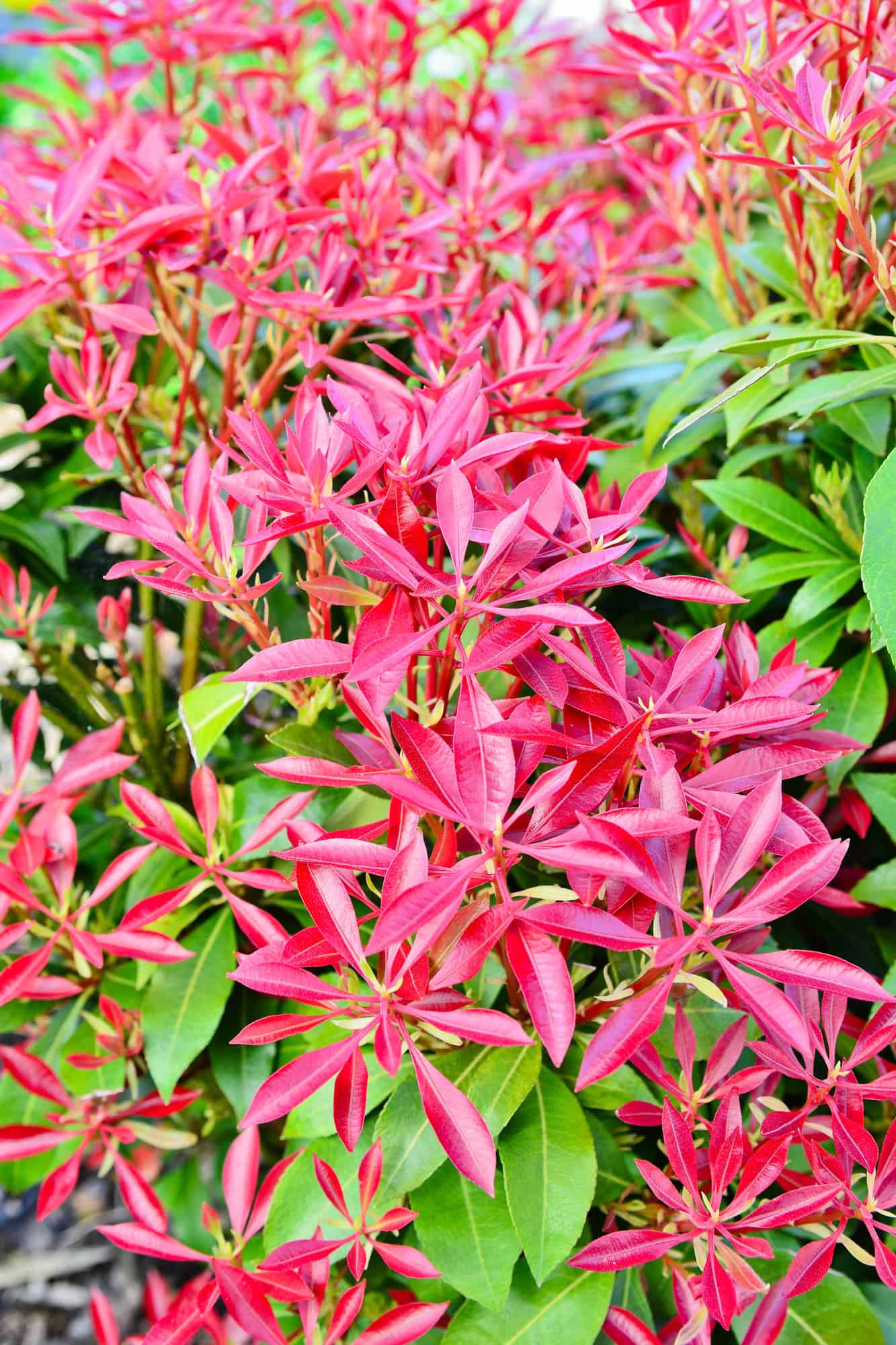 Red Tip Photinia 3
