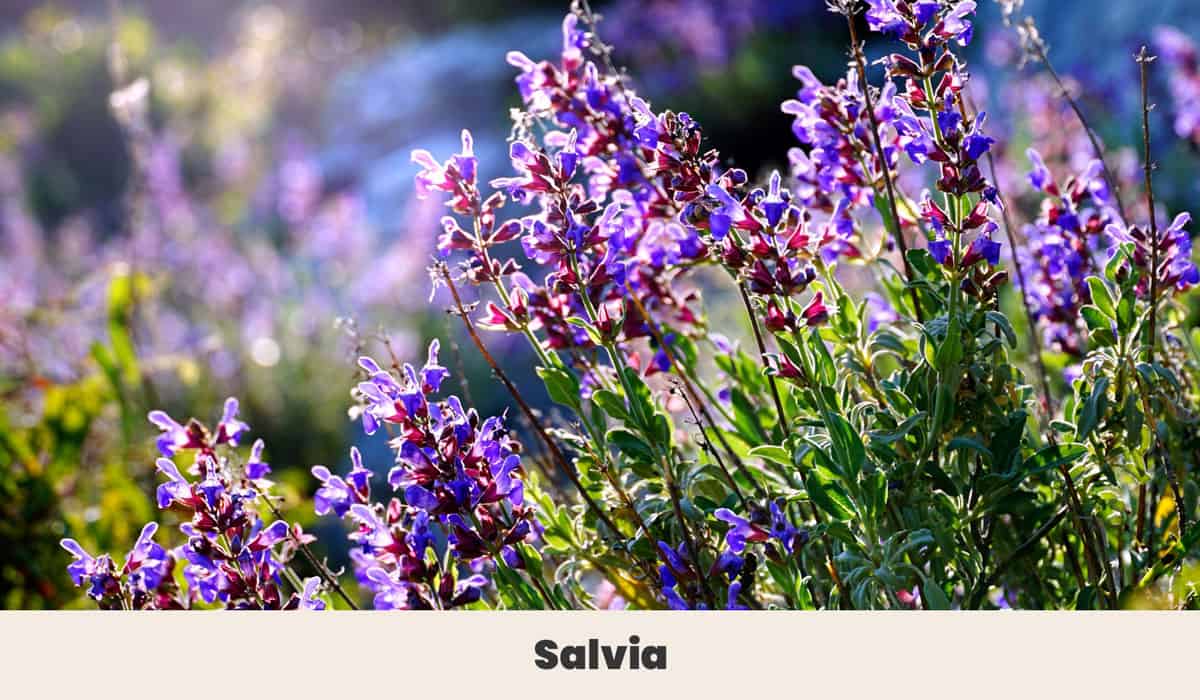 Salvia 2