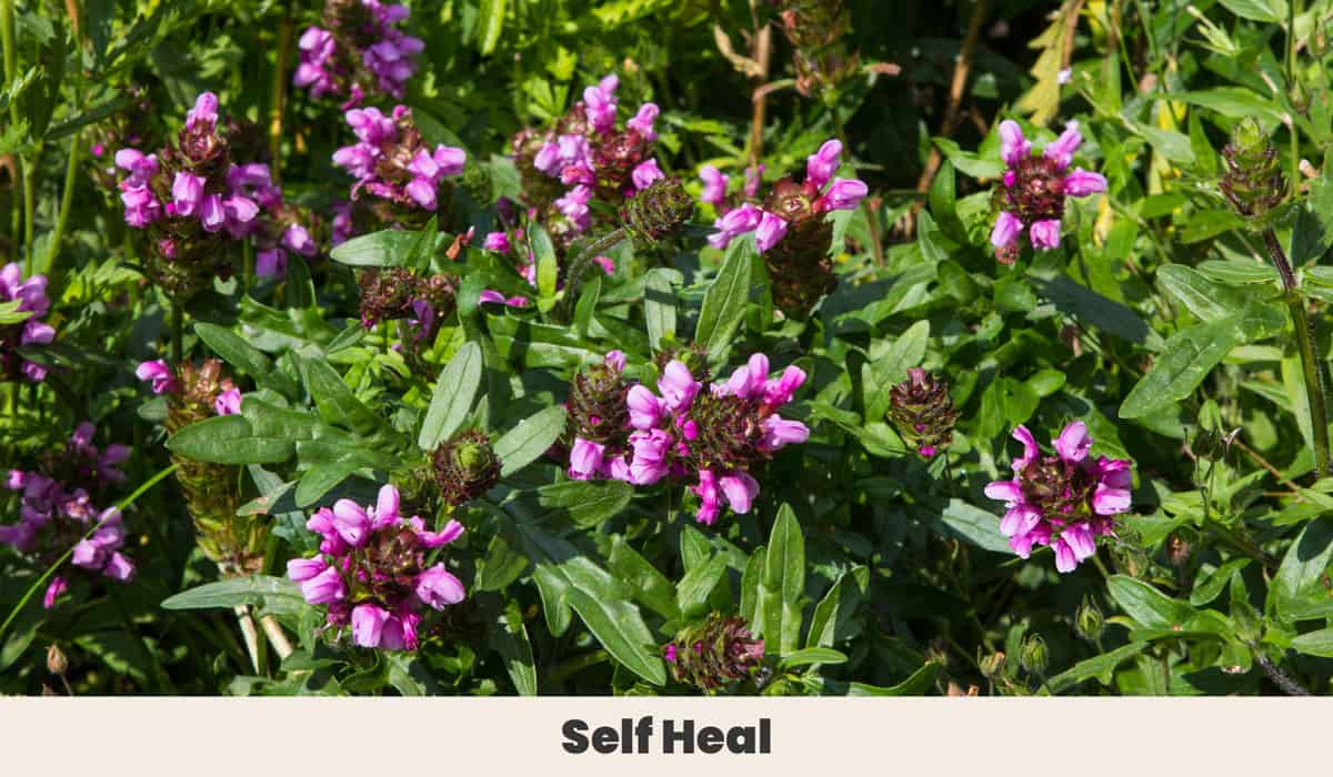 Self Heal