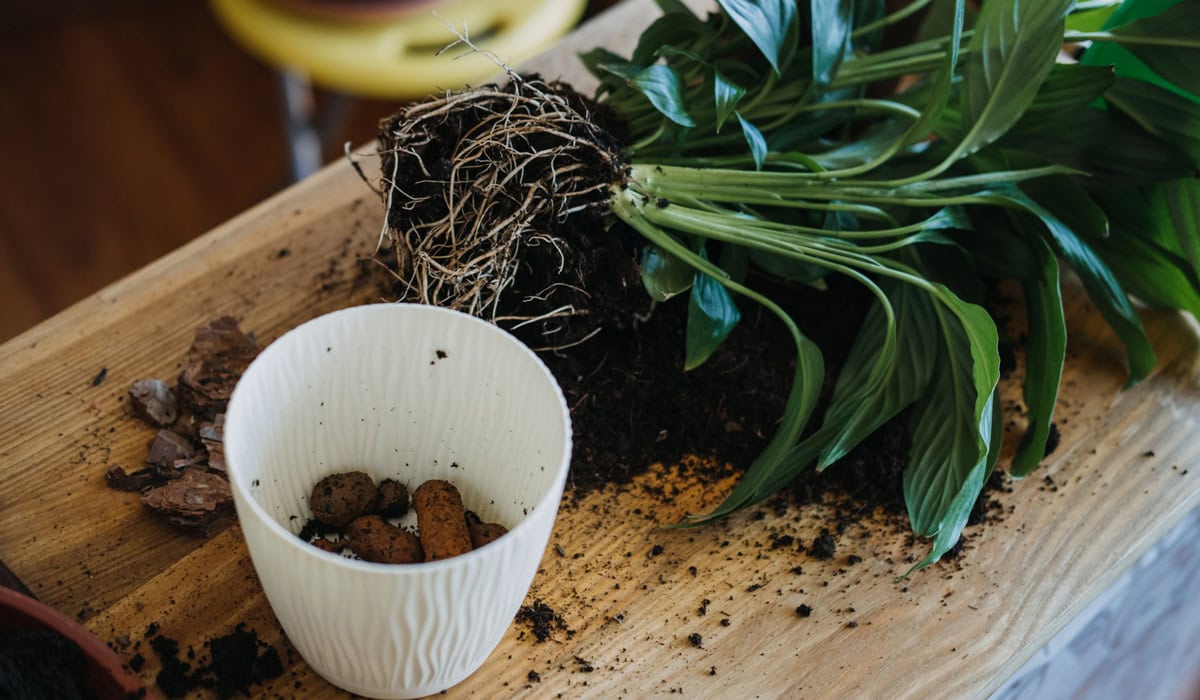 Separating peace lily plants 1