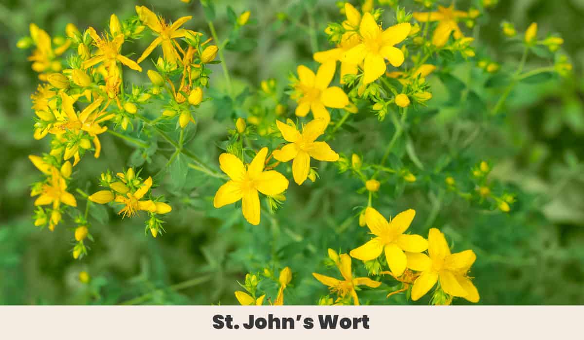 St. Johns Wort