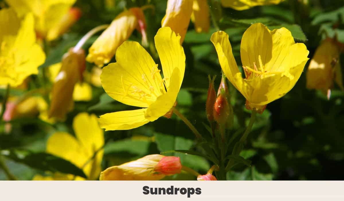Sundrops