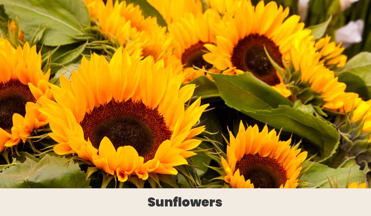 Sunflowers
