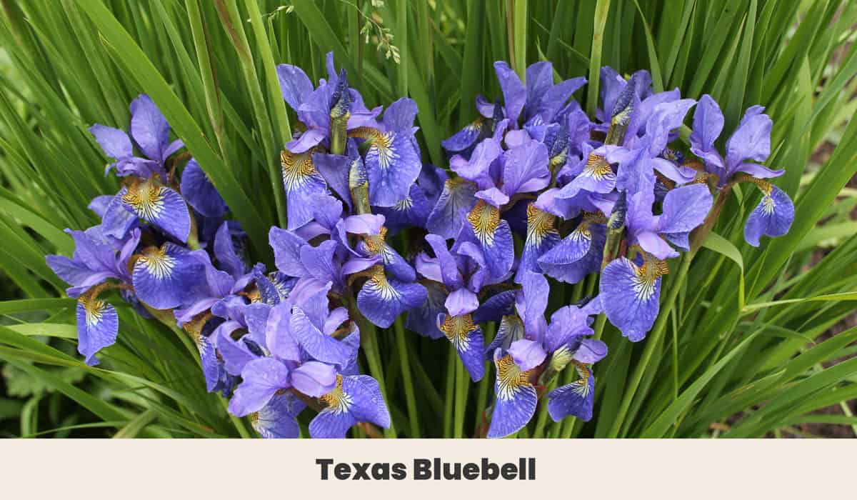 Texas Bluebell