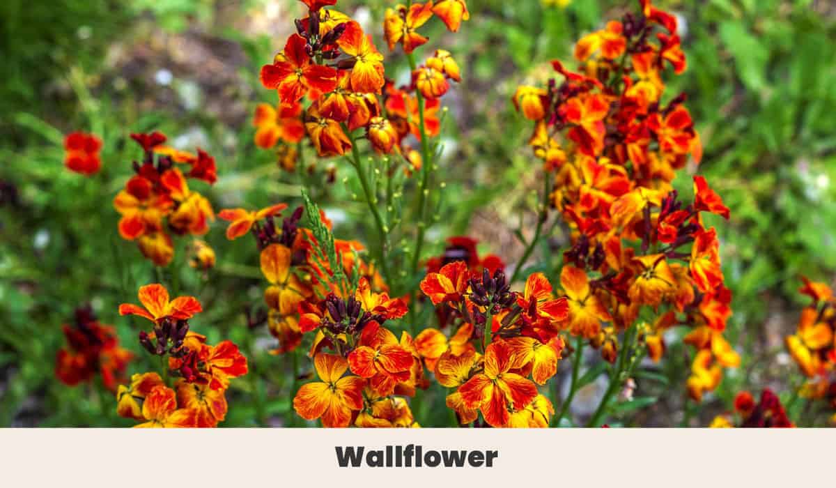 Wallflower