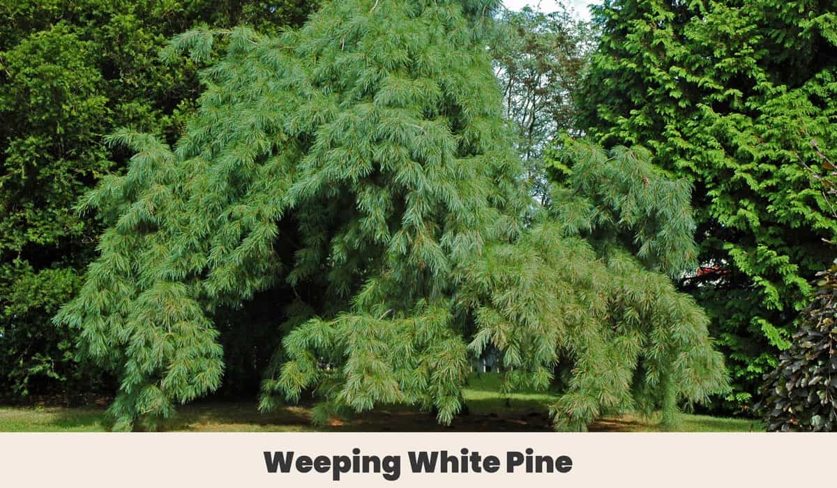 Weeping White Pine