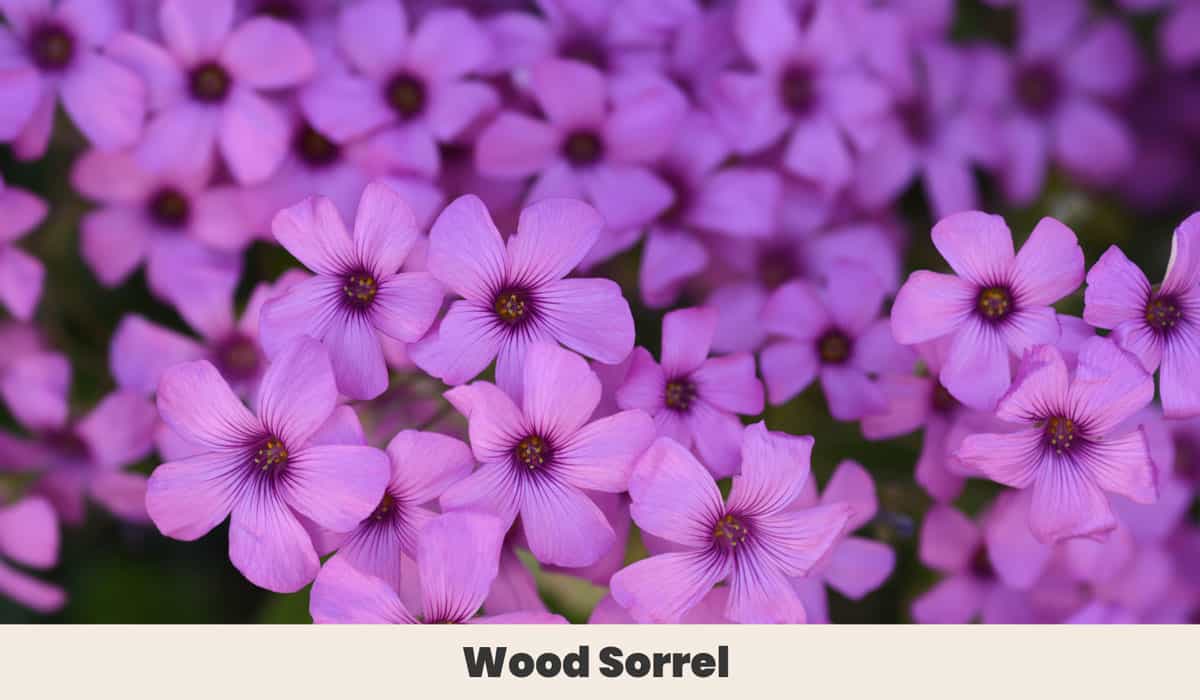 Wood Sorrel