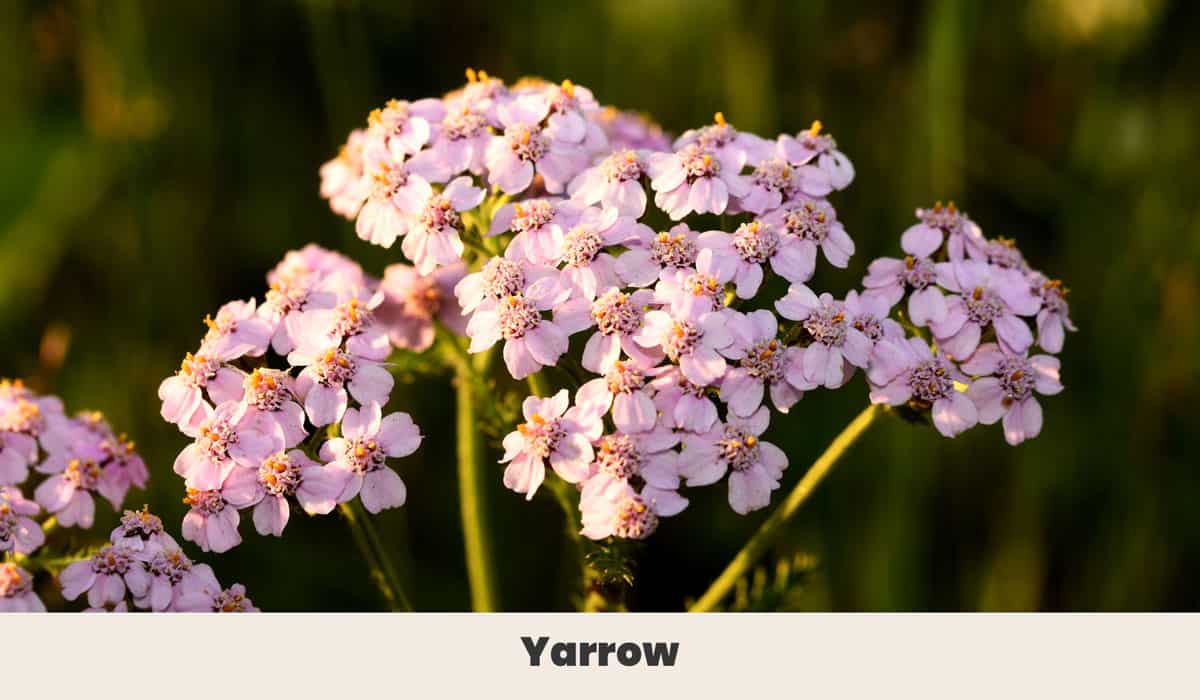 Yarrow