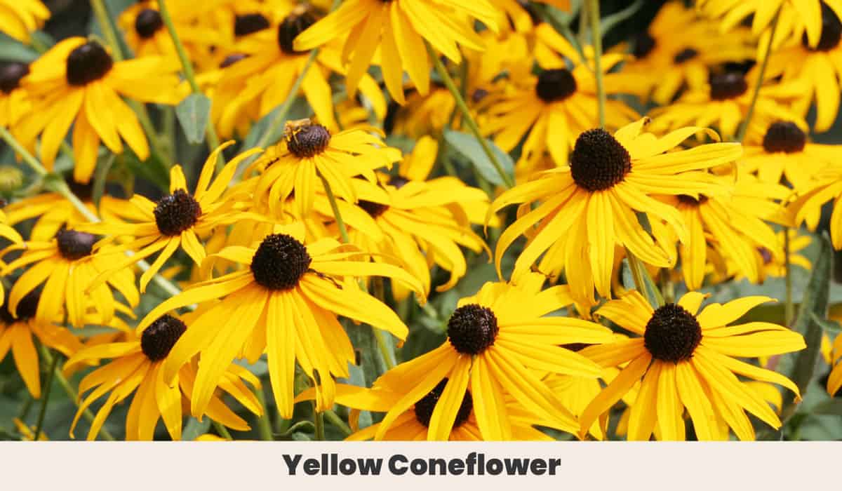 Yellow Coneflower
