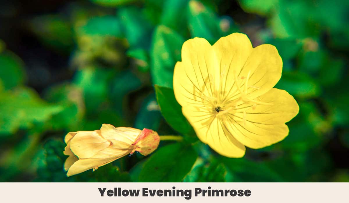 Yellow Evening Primrose