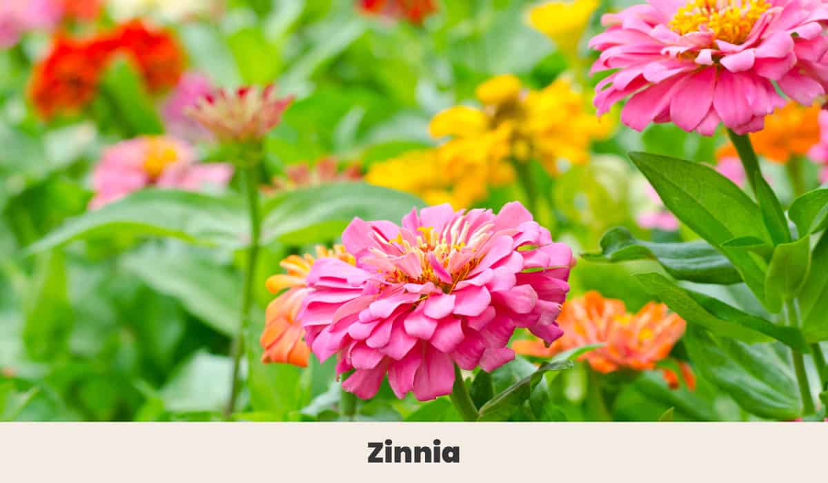 Zinnia 2