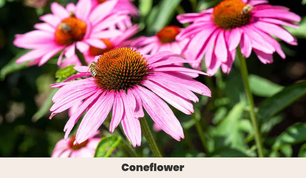 coneflower