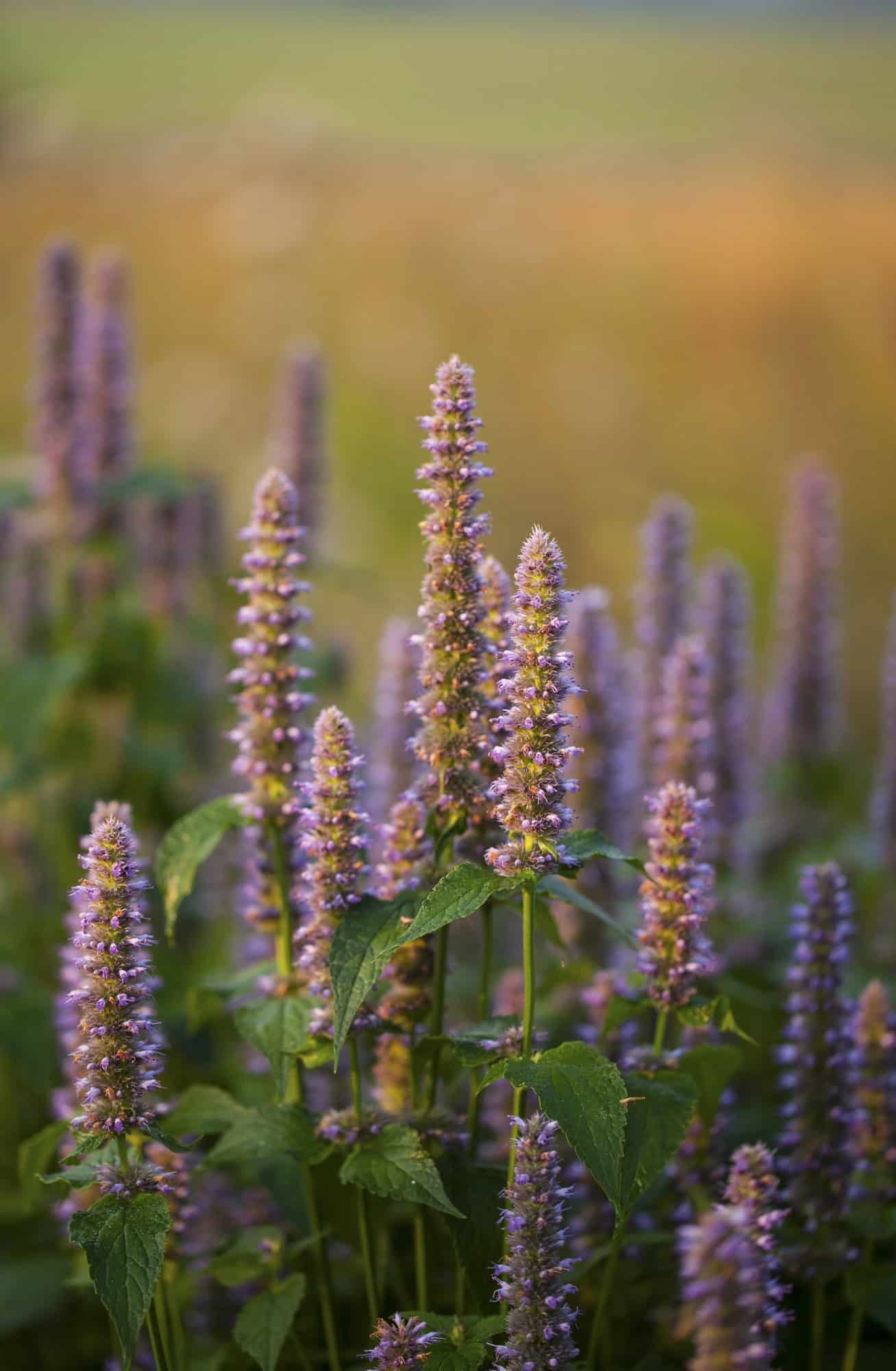Agastache (Anise Hyssop)
