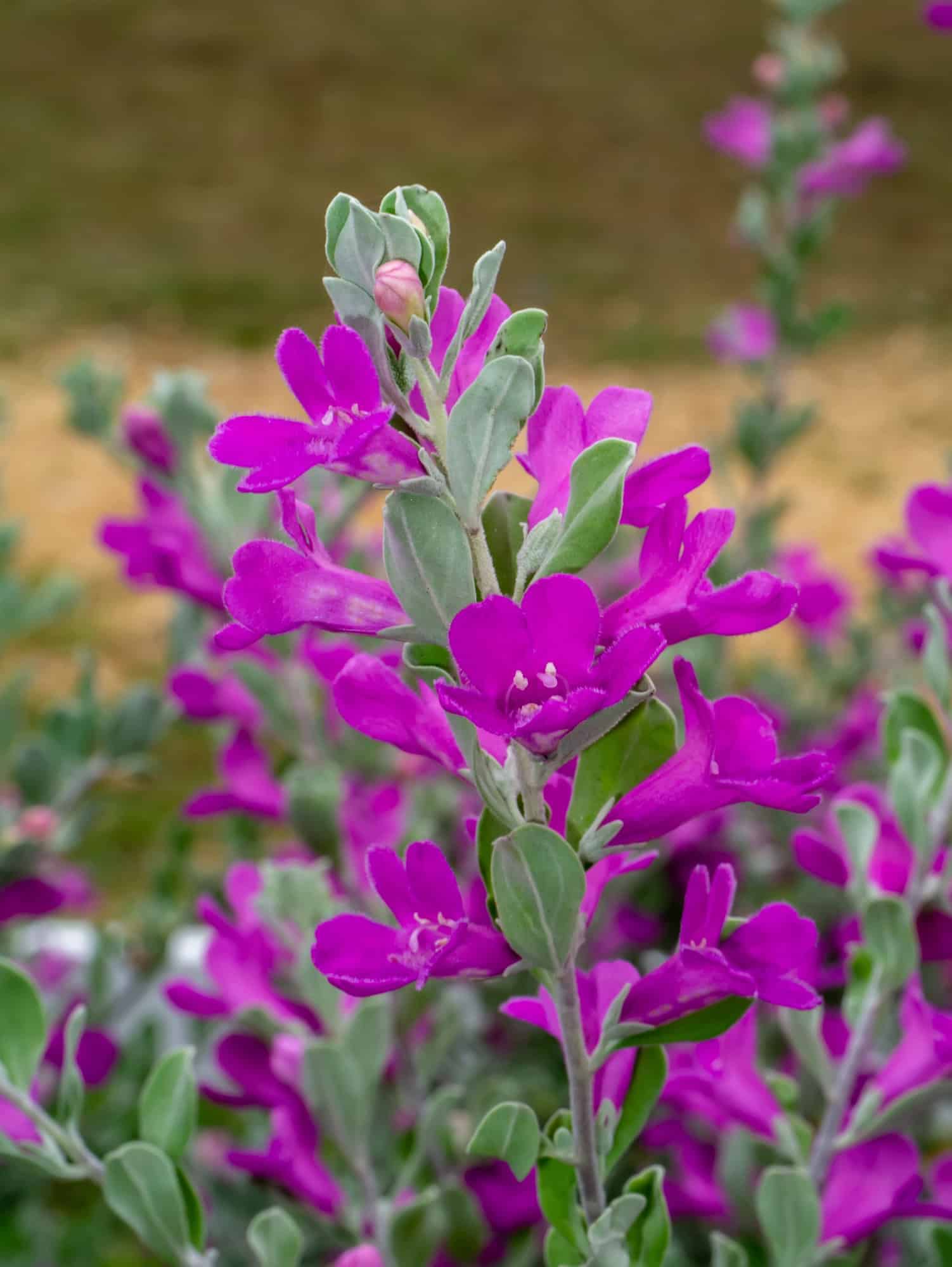 Barometer Bush (Leucophyllum Frutescens)