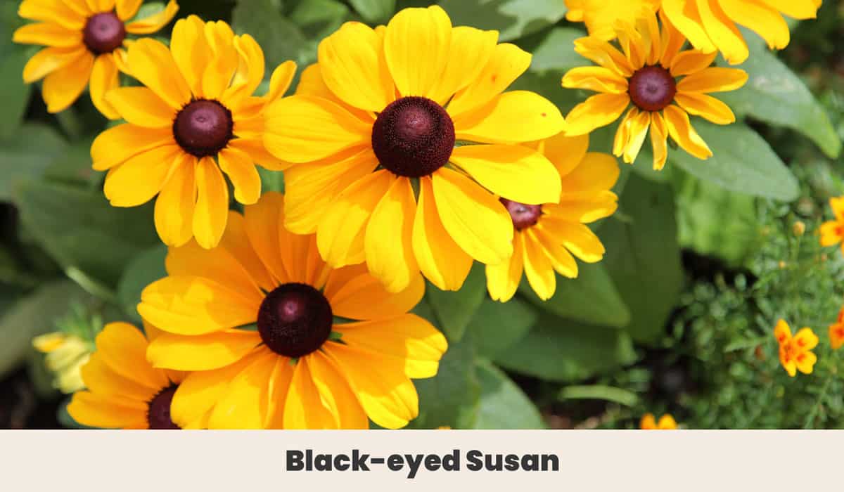 Black eyed Susan
