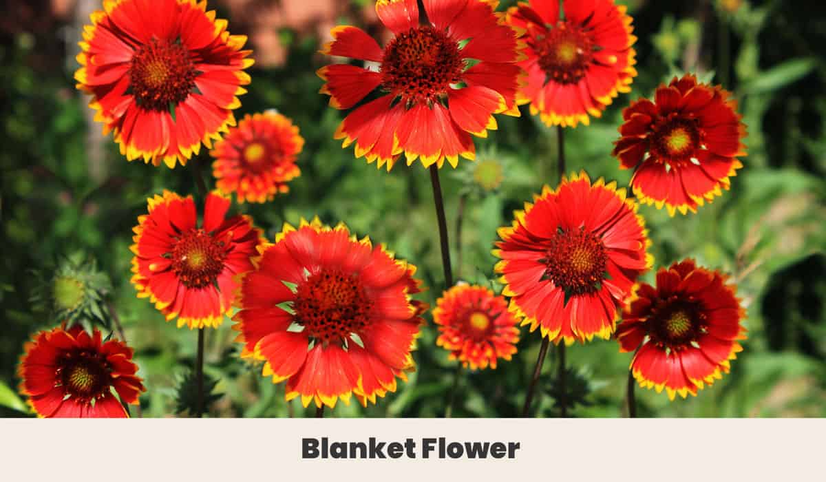Blanket Flower