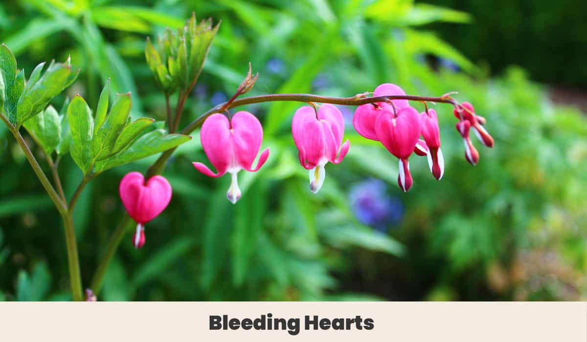 Bleeding Hearts