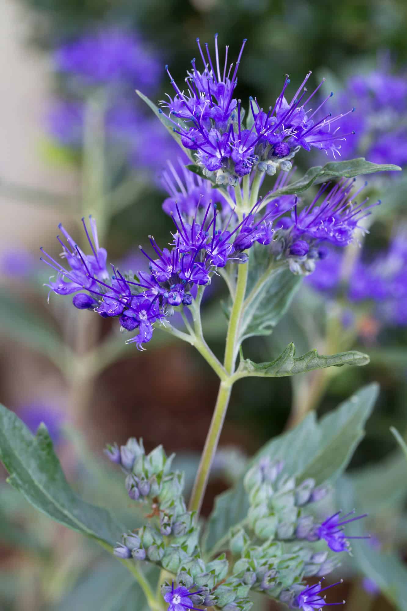 Blue Mist Shrub (Caryopteris)