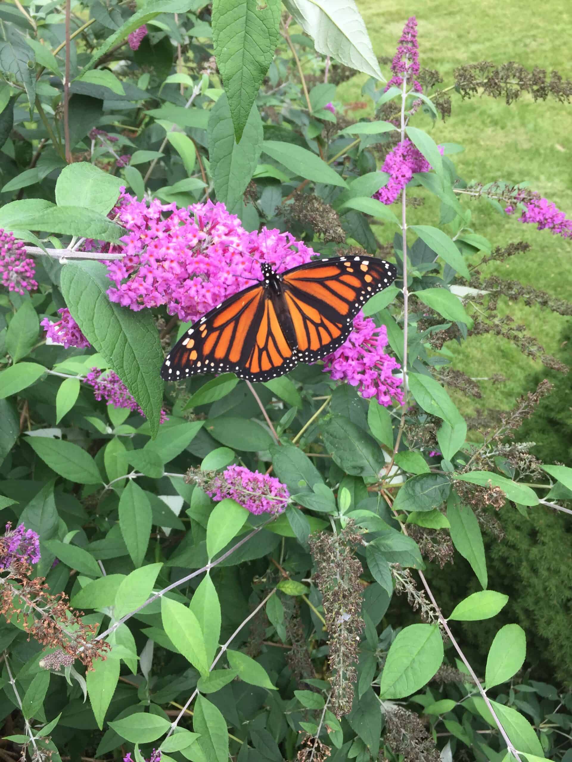 Butterfly Bush (Buddleja)